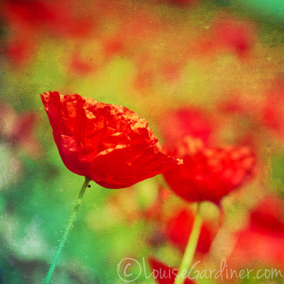 3030 Red Poppy